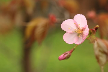Fototapeta na wymiar branch of cherry blossoms Sakura. spring time