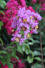 In a park in Vienna (Austria)