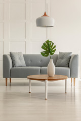Real photo of a grey sofa and coffee table with a monstera deliciosa in a living room interior