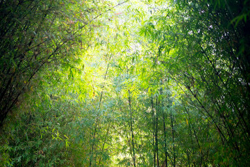 Fototapeta premium Bamboo forest with sunlight