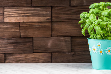 Homegrown Basil herb on kitchen counter