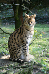 Obraz premium Serval