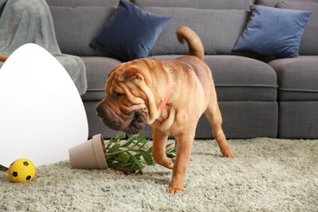 Naughty dog after making mess in room