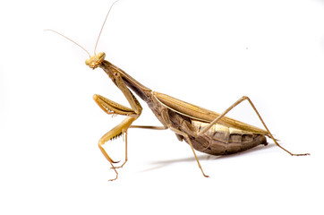 Wandering Violin Mantis, Gongylus gongylodes, in front of white background