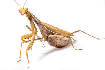Wandering Violin Mantis, Gongylus gongylodes, in front of white background