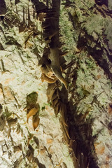 Addentrandosi nelle Grotte di Postumia