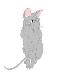 vector illustration cat sitting in color