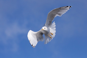 Gliding the Wind Currents