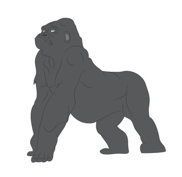 vector illustration of a gorilla, drawing color, vector