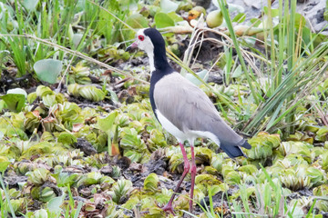 Bird in Murchison Falls