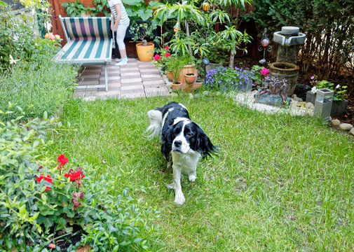 dog in garden