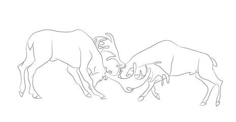 Fototapeta na wymiar vector illustration of a deer fighting, drawing by lines