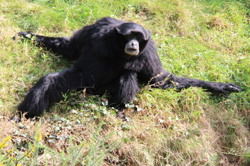 Siamang 