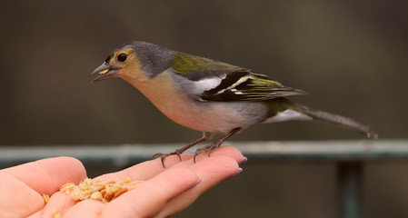 A small bright bird finch pecks bread crumbs from a woman's hand. Cropped shot, close-up, horizontal. Conception of environmental protection.