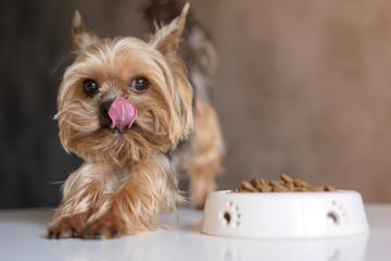Dog Yorkshire Terrier with a bowl of food
