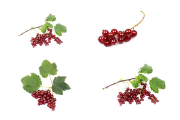 red currant on a branch with leaves isolated on white background