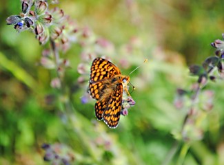 Obraz premium Papillon