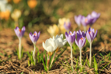 Spring Image with Colorful Purple Violet Yellow Beautiful Fresh Crocuses in the Evening