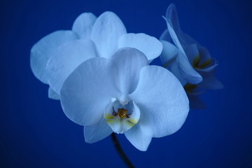Fototapeta na wymiar White orchid isolated on blue