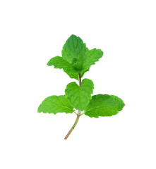 Mint leaves isolated on white background