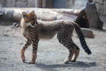 チーター,赤ちゃん,子ども