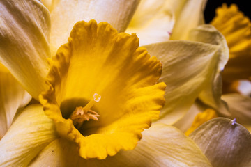 Obraz na płótnie Canvas Macro shot of yellow narcissus or daffodil flower