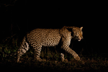 Fototapeta premium Leopard hunting in the dark - Sabi Sands Game Reserve in the Greater Kruger Region- South Africa