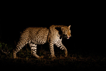 Leopard hunting in the dark - Sabi Sands Game Reserve in the Greater Kruger Region- South Africa