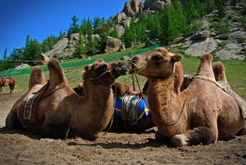camel - 257424088