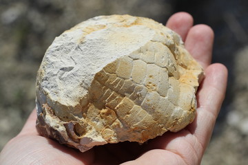 A man holds in his hand found a fossil with traces of ancient marvellous and plants