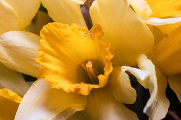 Macro shot of yellow narcissus or daffodil flower