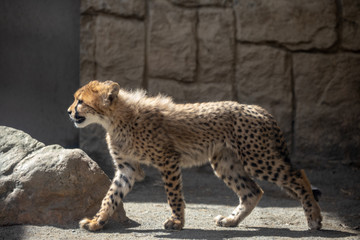 チーター,赤ちゃん,子ども
