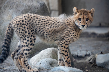 チーター,赤ちゃん,子ども