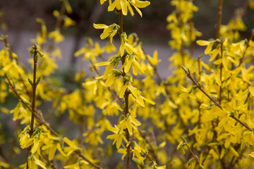 forsythia flower easter time