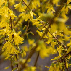 forsythia flower easter time