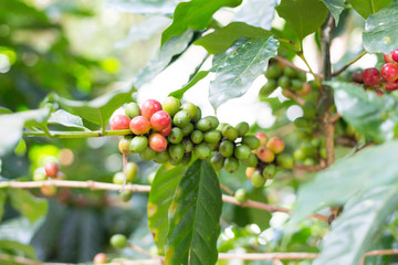 Coffee bean seed and tree