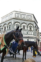 Naklejka na ściany i meble Horses in Duomo square, Florence, Italy