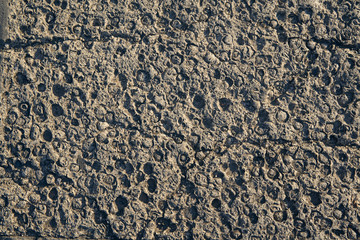 Texture of natural stone originated in sea, with prints of mollusks and shells