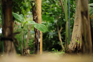 熱帯の植物