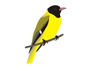 Illustration of an Ethiopian oriole (Oriolus monacha)