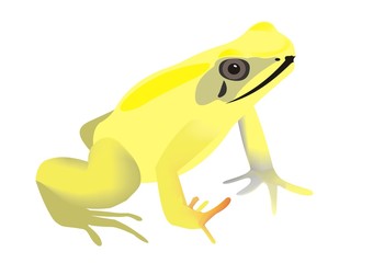 Illustration of a golden poison frog (Phyllobates terribilis)