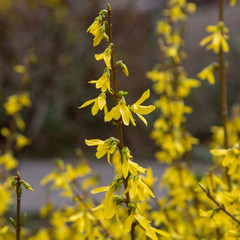 forsythia flower easter time