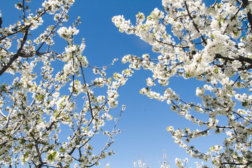 Cherry blossom white flowers and blue sky