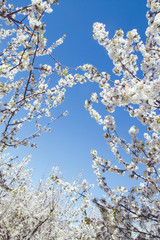 Cherry blossoms and blue sky