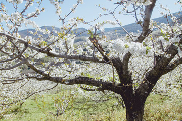 Cherry blossoms in Valle del Jerte, Spain