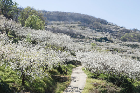 Spring in valle del Jerte