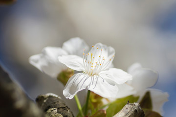 Cherry blossom white flower