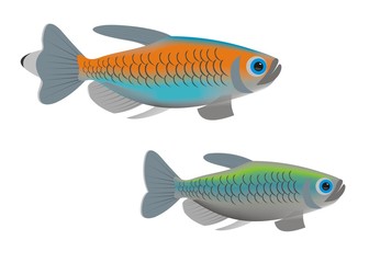 Illustration of a pair of Congo tetra (Phenacogrammus interruptus)