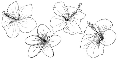 Vector Hibiscus floral tropical flowers. Black and white engraved ink art. Isolated hibiscus illustration element.