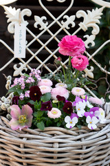 Frühlingsblumen in Pink und Lila im Weidenkorb